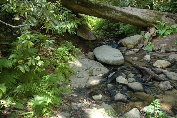 Soberanes Canyon 077.jpg